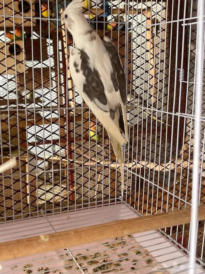 كروان و روز للبيع 8