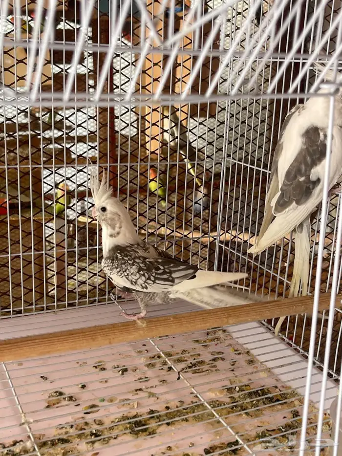 كروان و روز للبيع 0