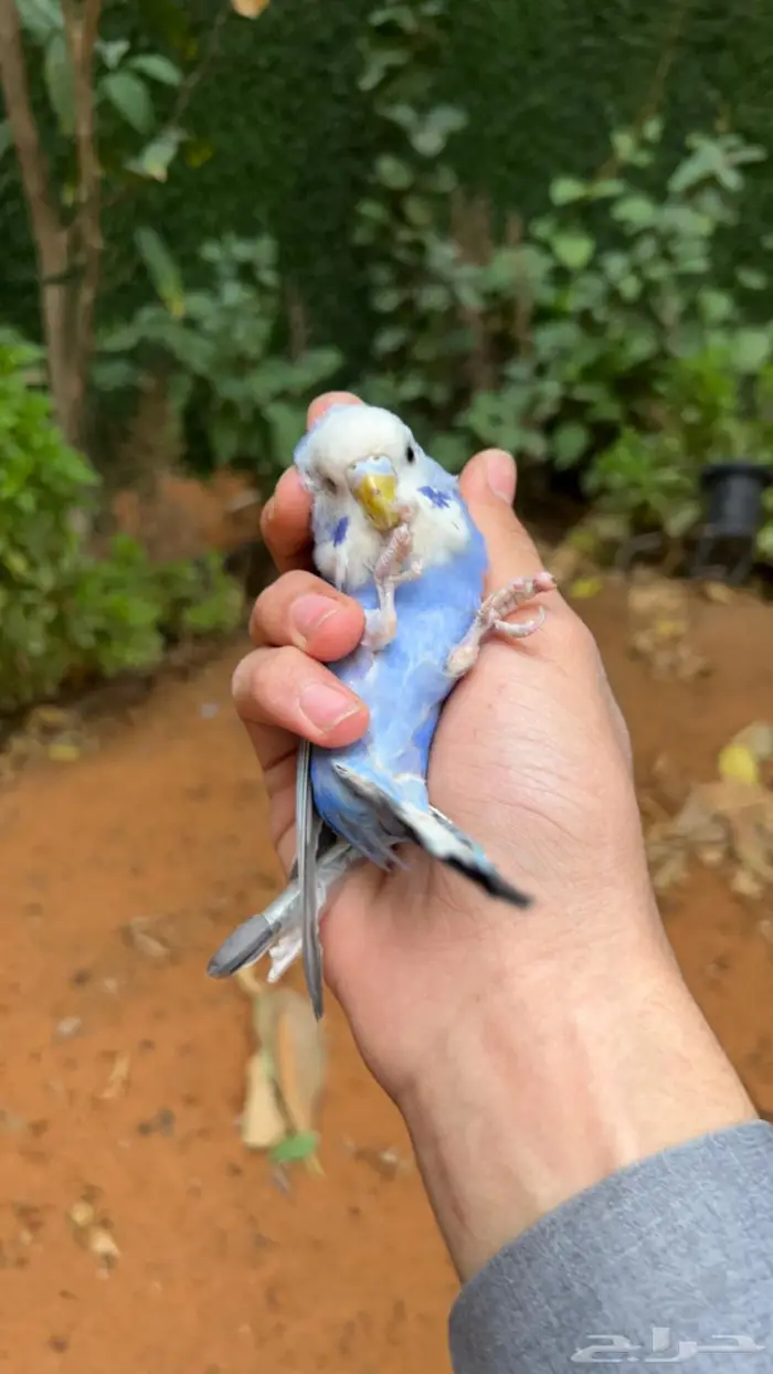 ببغاء بادجي اليف انثى 1