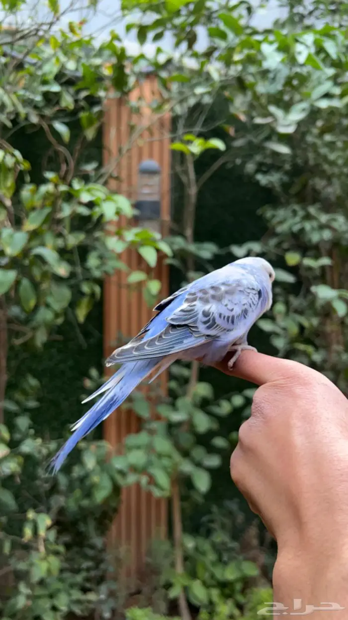ببغاء بادجي اليف انثى 6