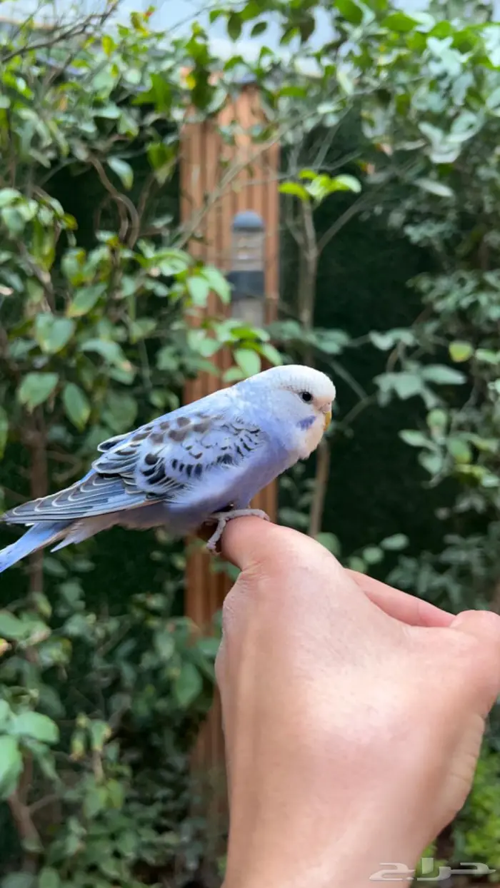 ببغاء بادجي اليف انثى 5
