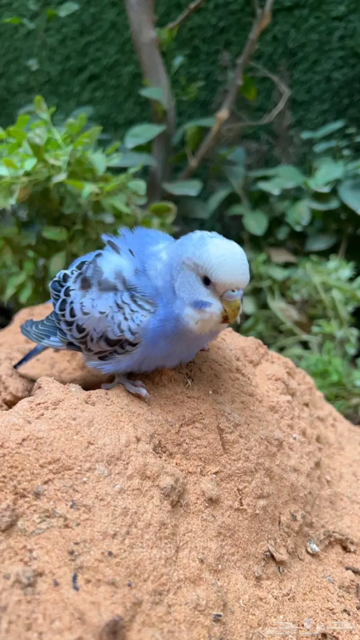 ببغاء بادجي اليف انثى 3