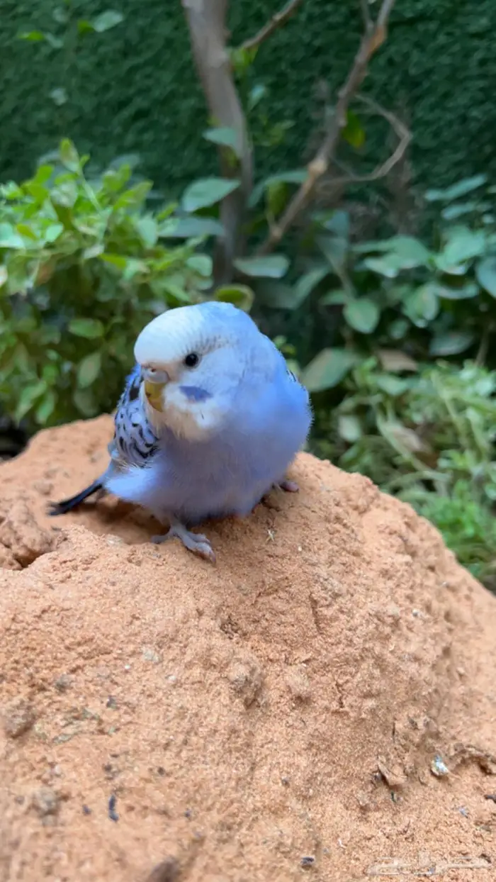 ببغاء بادجي اليف انثى 2