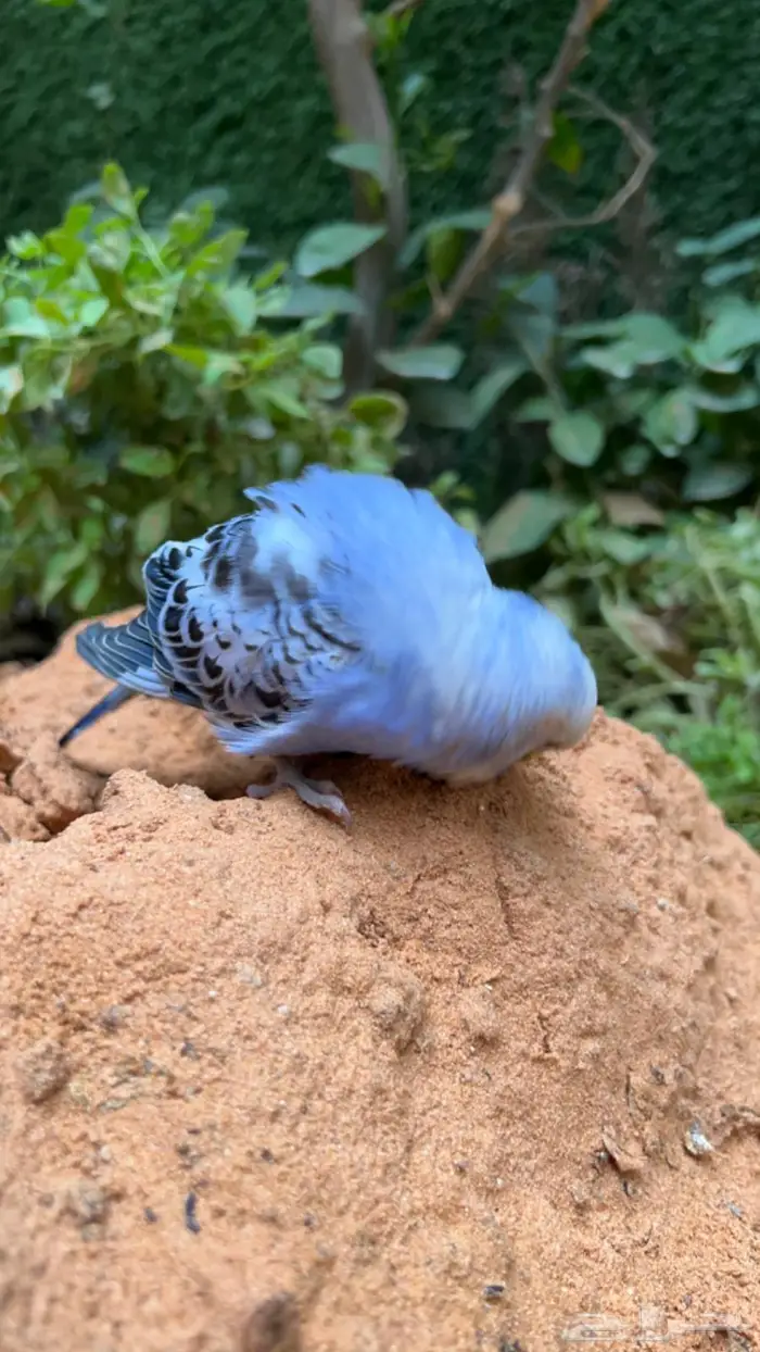ببغاء بادجي اليف انثى 9