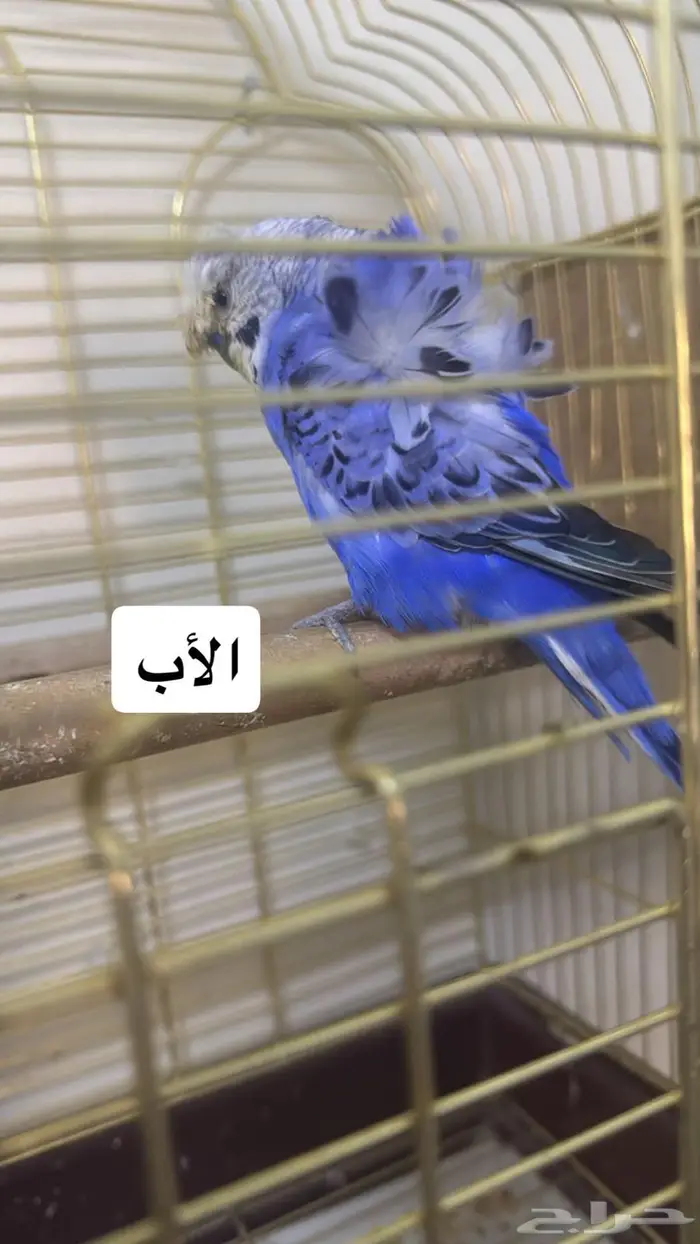 ببغاء بادجي اليف انثى 12