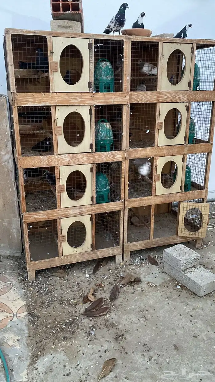 حمام طيور 6