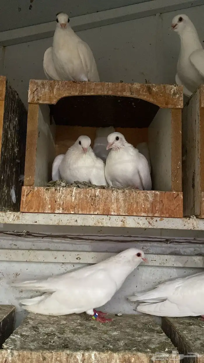 حمام طيور 4