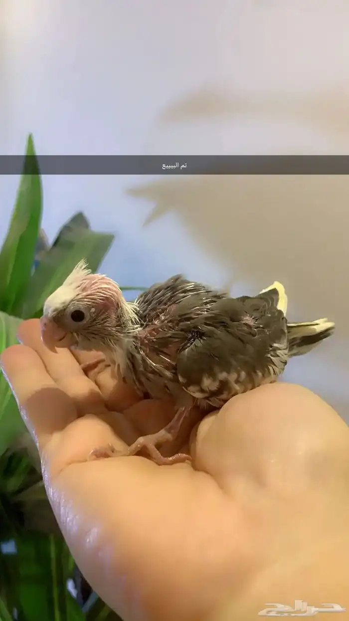 فروخ كروان بطفرات مميزه( تم البيع ) 6