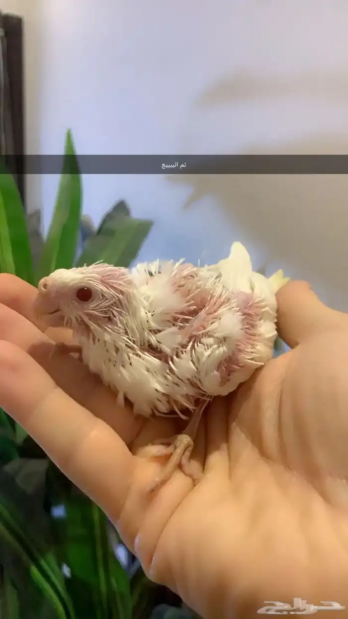 فروخ كروان بطفرات مميزه( تم البيع ) 4