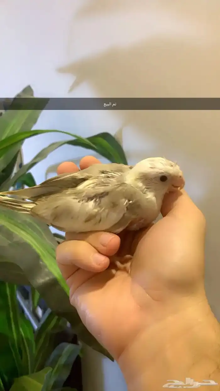 فروخ كروان بطفرات مميزه( تم البيع ) 3