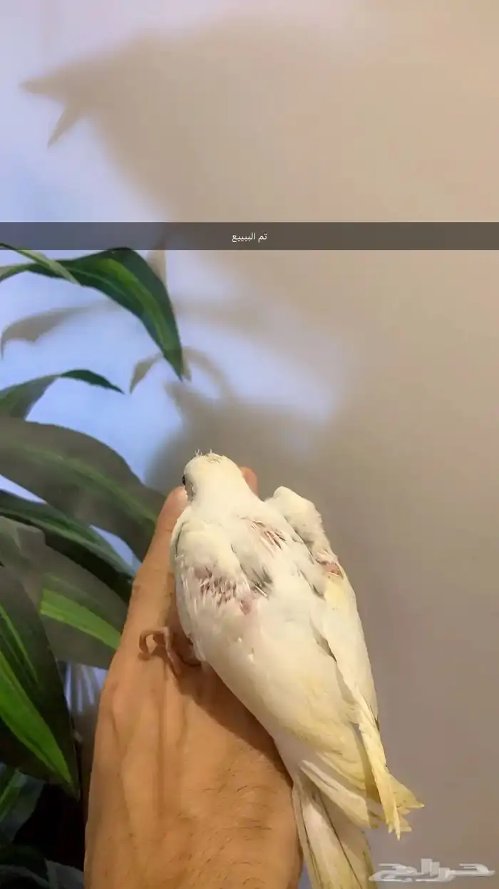 فروخ كروان بطفرات مميزه( تم البيع ) 2