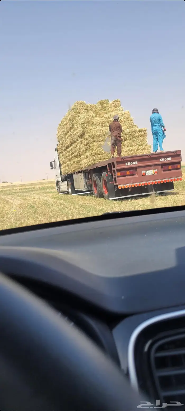 اللبيع. مخلوط. شتوي  جديد.سنابل.شعير. مع هبيان مع عشاب ربيعه 2