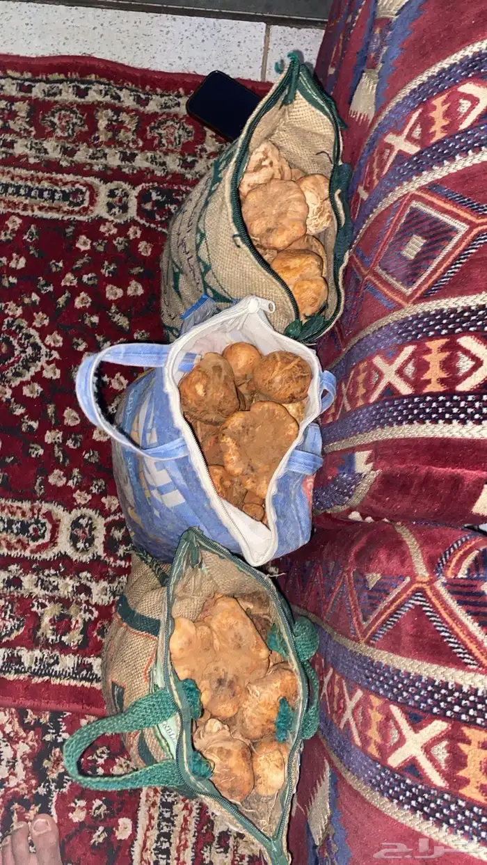فقع طيب لقط اليوم جديد 15 كيلو 3 خياش على 450 ريال الخيشه 1