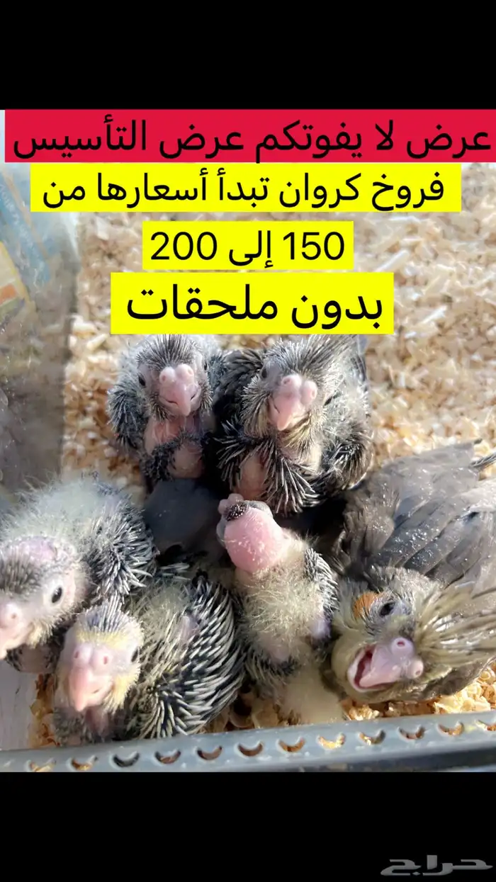 طيور كروان روز 48