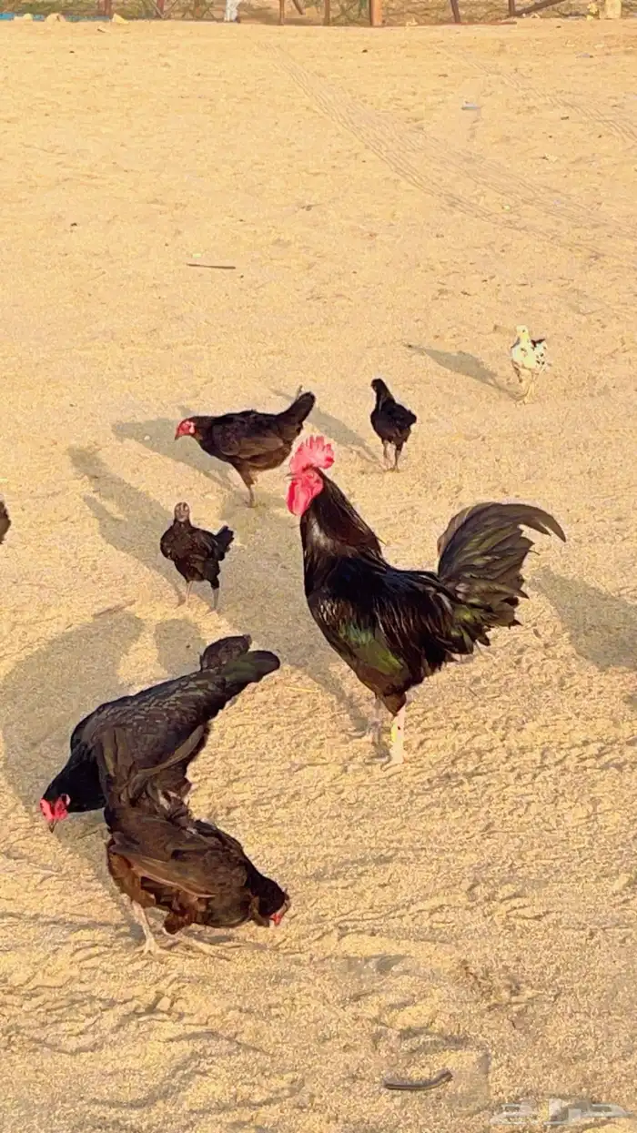 دجاج بلدي اسود 1