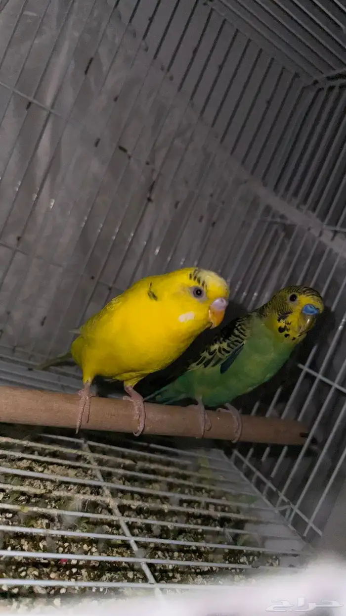 جوز بادجي او طيور الحب 2