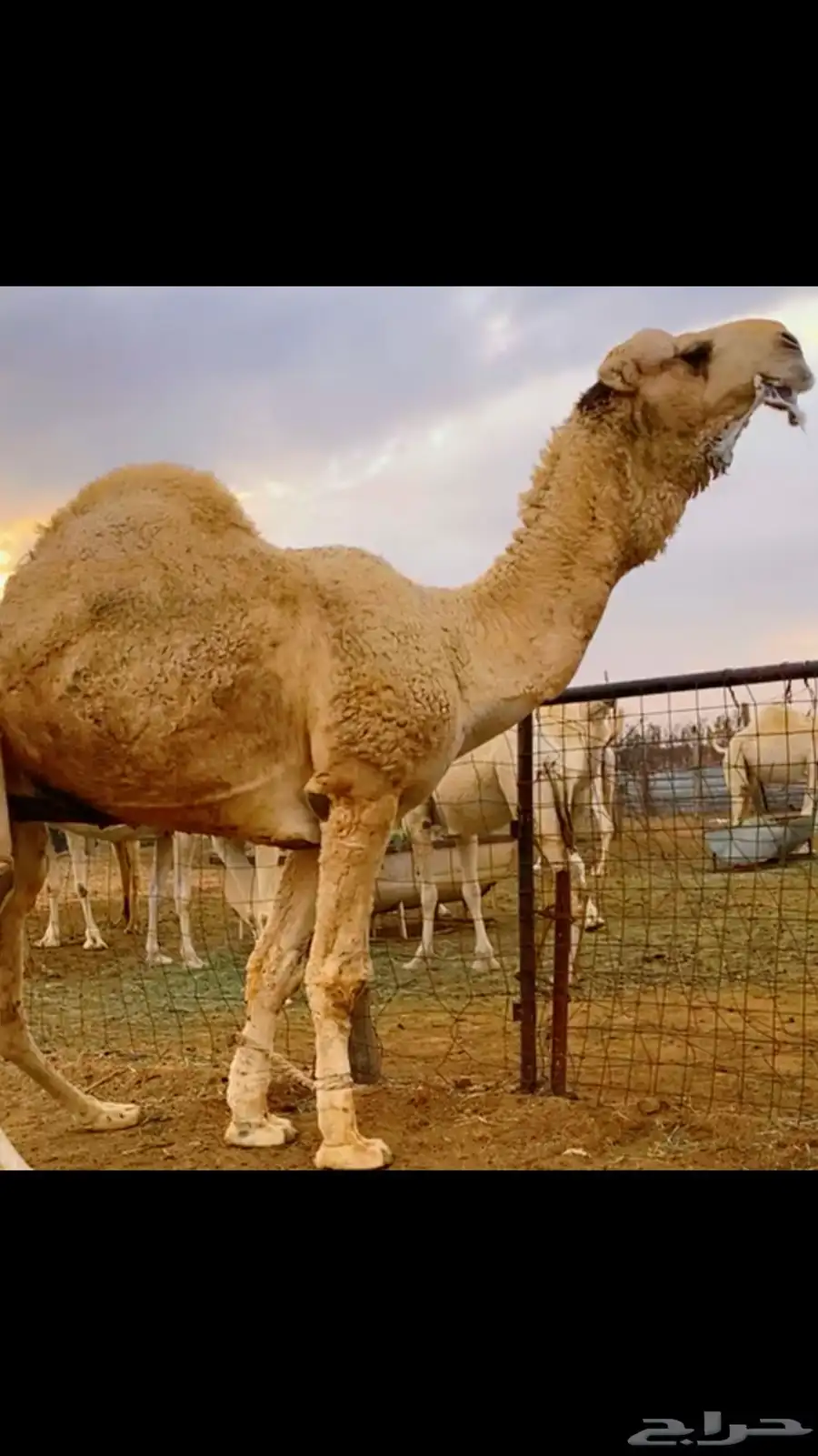 حوار حيسوني مشروع فحل 1