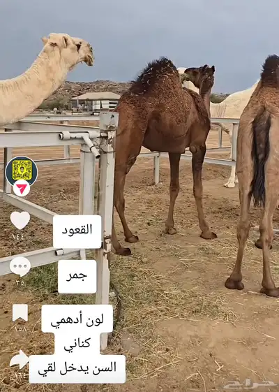 قعود كناني داخل لقي 1