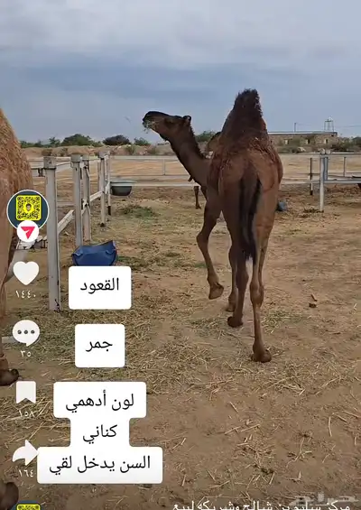 قعود كناني داخل لقي 2