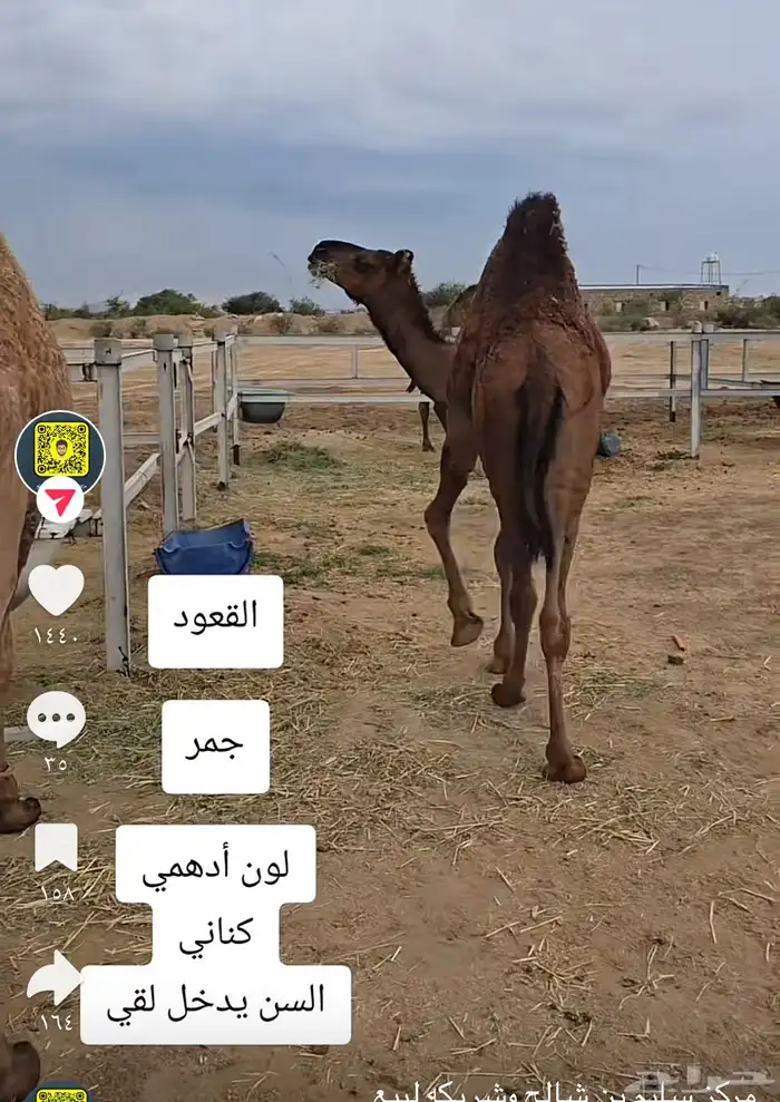 قعود كناني داخل لقي 2