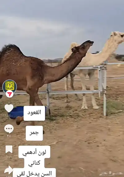 قعود كناني داخل لقي 3