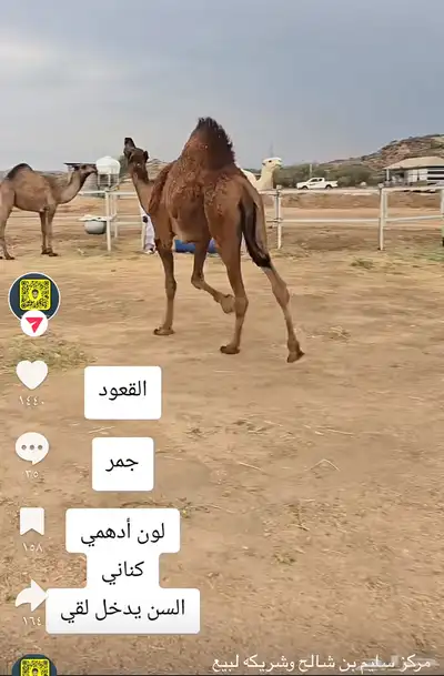قعود كناني داخل لقي 0