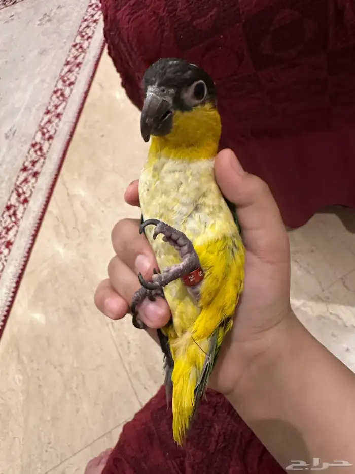 كايك بلاك هيد تم البيع 0