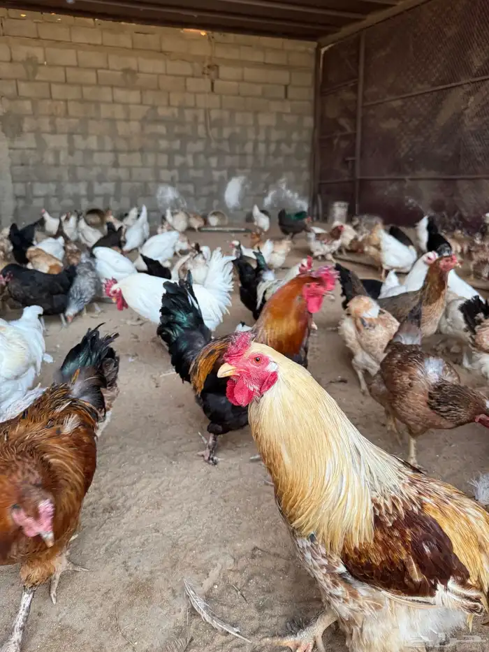 دجاج مشروك براهما 6