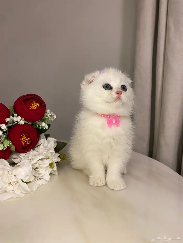 قطط سكوتش للبيع 1