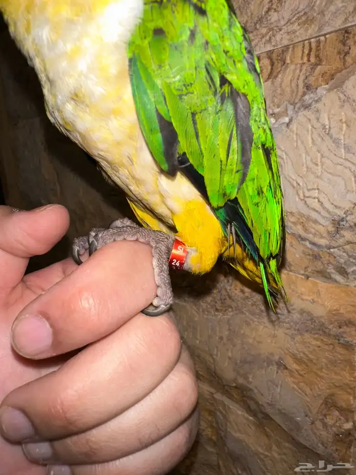 كايك بلاك هيد تم البيع 7