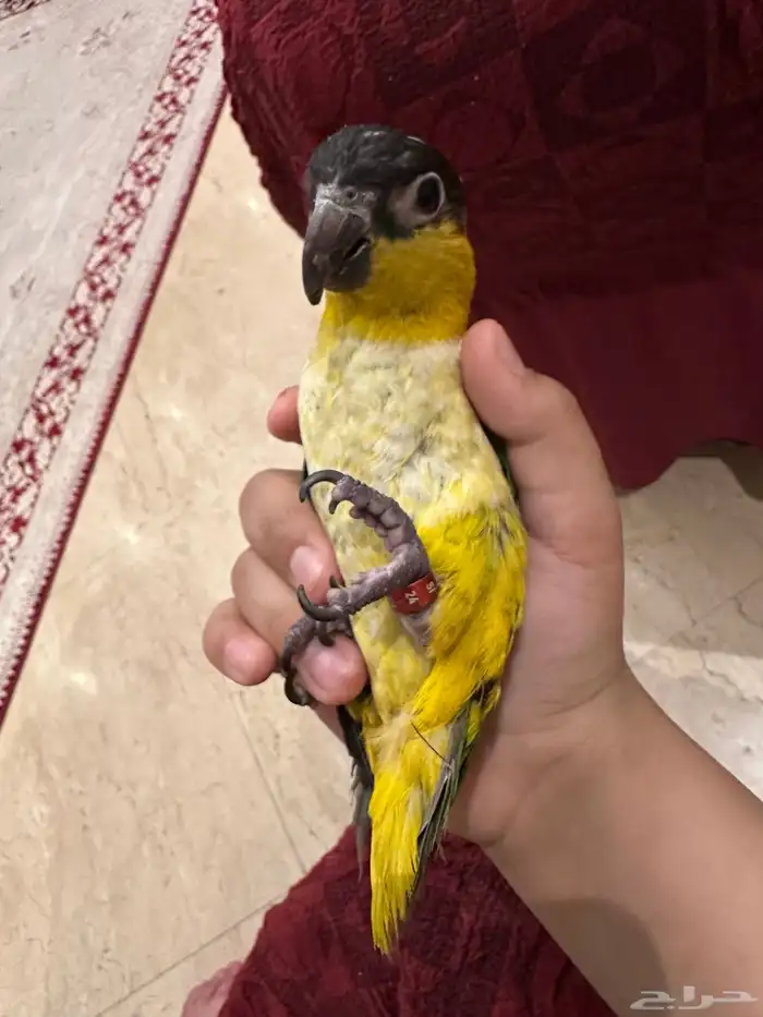 كايك بلاك هيد تم البيع 2