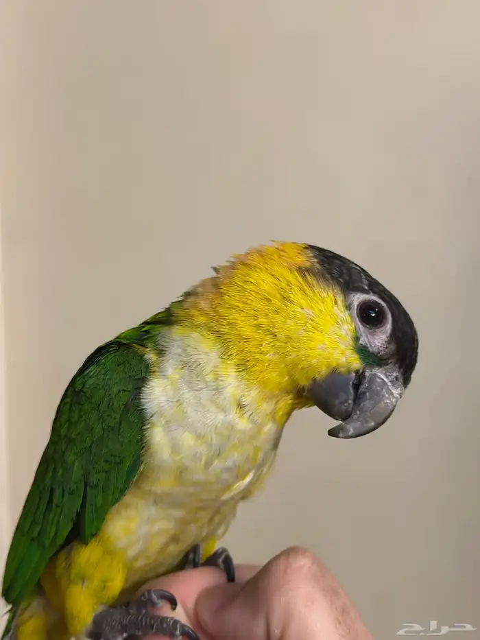 كايك بلاك هيد تم البيع 8