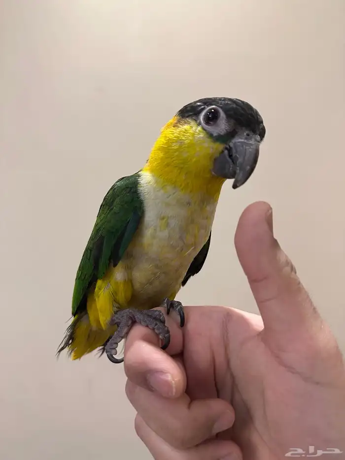 كايك بلاك هيد تم البيع 1