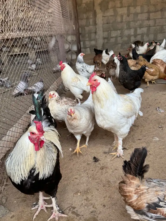 دجاج مشروك براهما 4