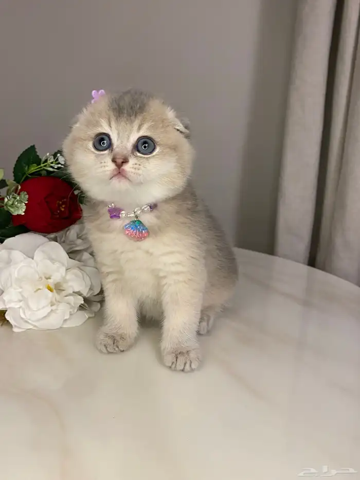 قطط سكوتش للبيع 5