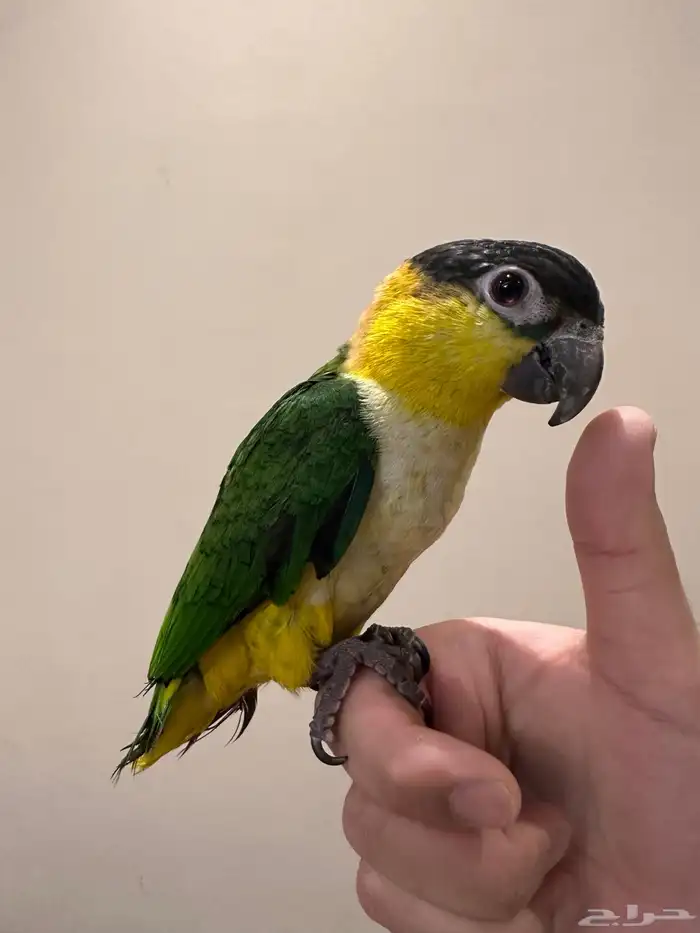 كايك بلاك هيد تم البيع 4