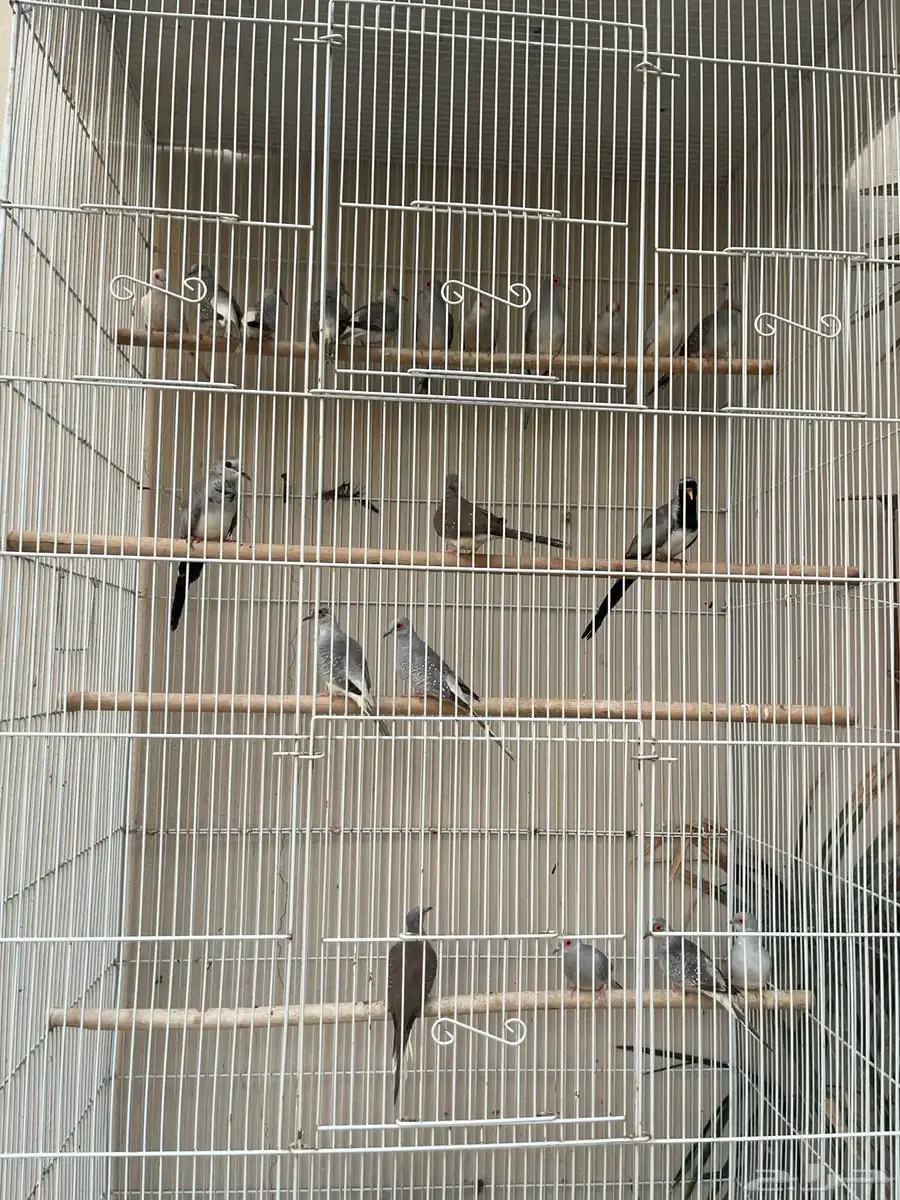 اجوز حمام ماسي 1