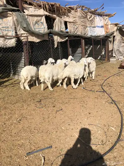 طليان ورخال ذبايح رمضان 9