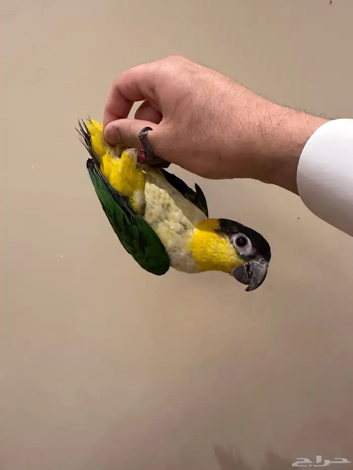 كايك بلاك هيد تم البيع 3