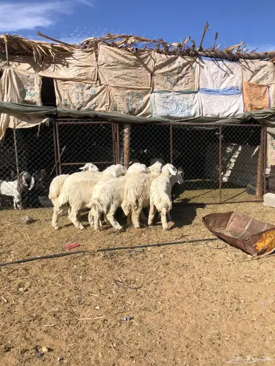 طليان ورخال ذبايح رمضان 0
