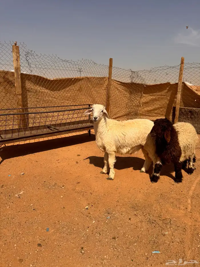 ذبايح ابوعبدالله العتيبىي 4