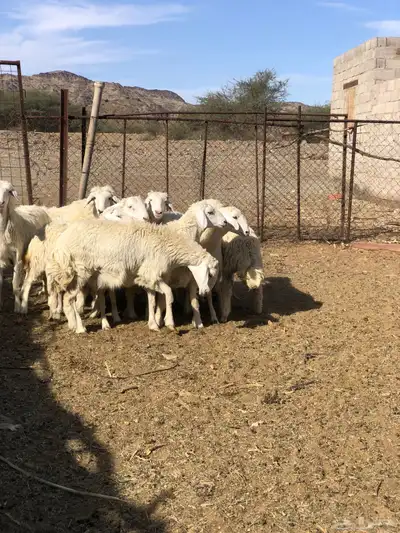 طليان ورخال ذبايح رمضان 11