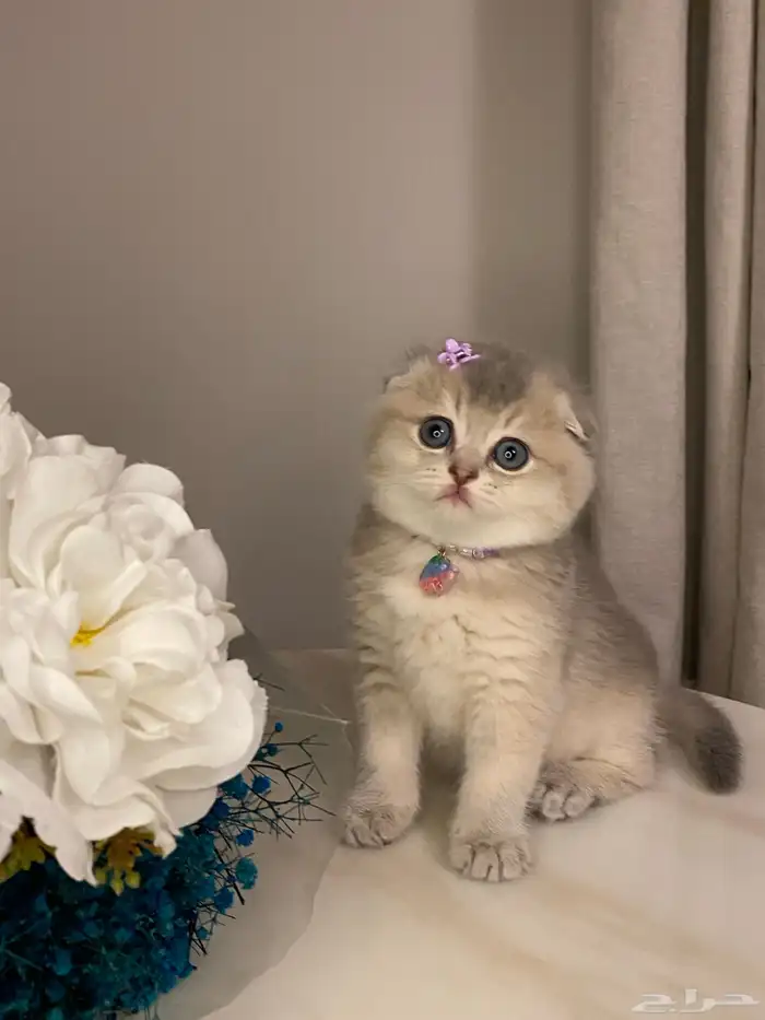 قطط سكوتش للبيع 3