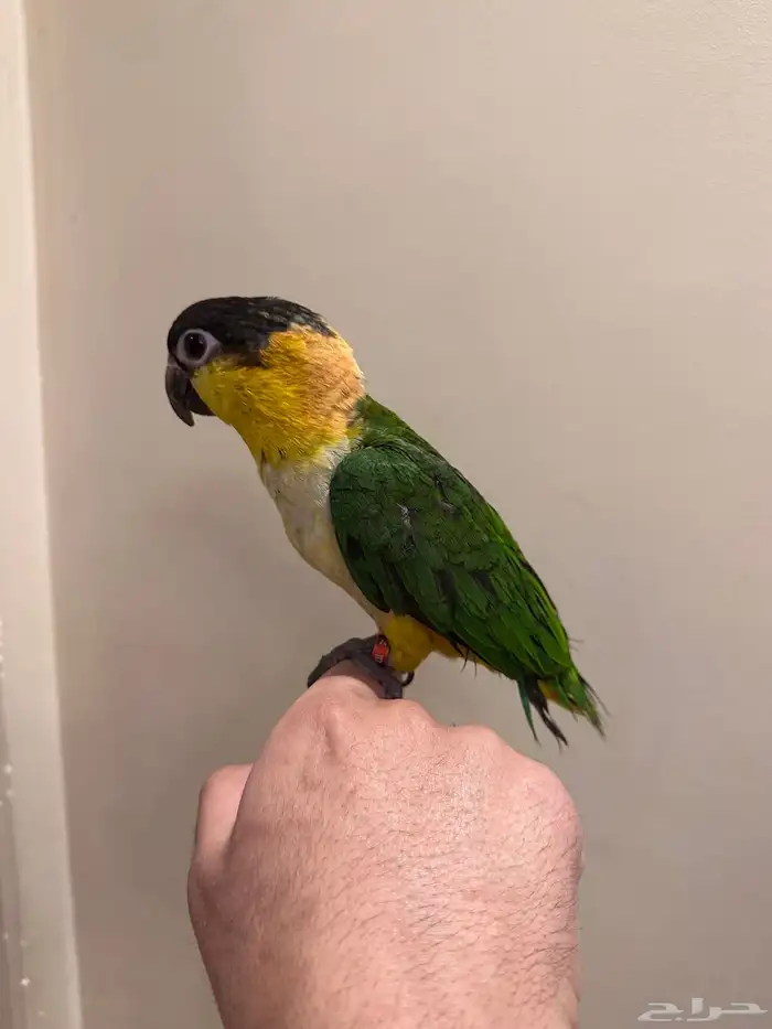 كايك بلاك هيد تم البيع 5