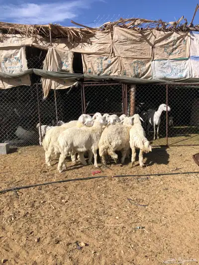 طليان ورخال ذبايح رمضان 1