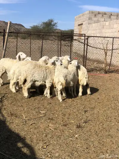 طليان ورخال ذبايح رمضان 4