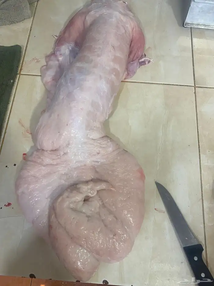 ذبايح مع خدمة الذبح والتوصيل 5
