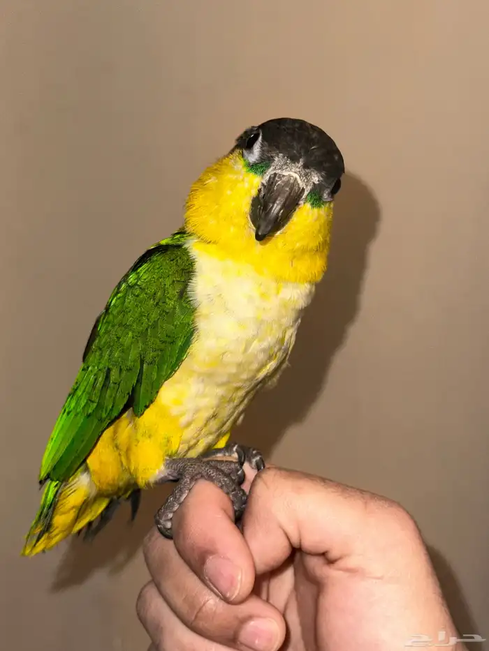 كايك بلاك هيد تم البيع 0