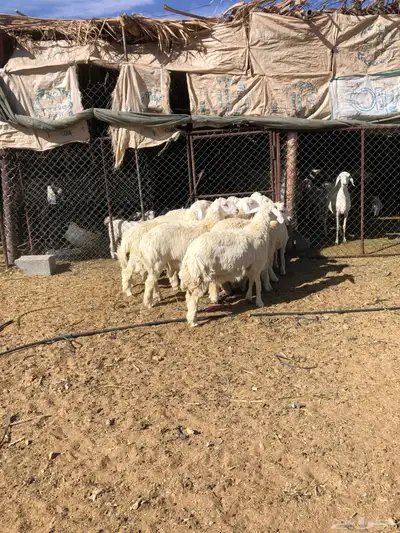 طليان ورخال ذبايح رمضان 3