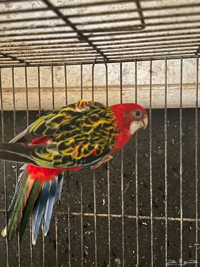 روزيلا 4